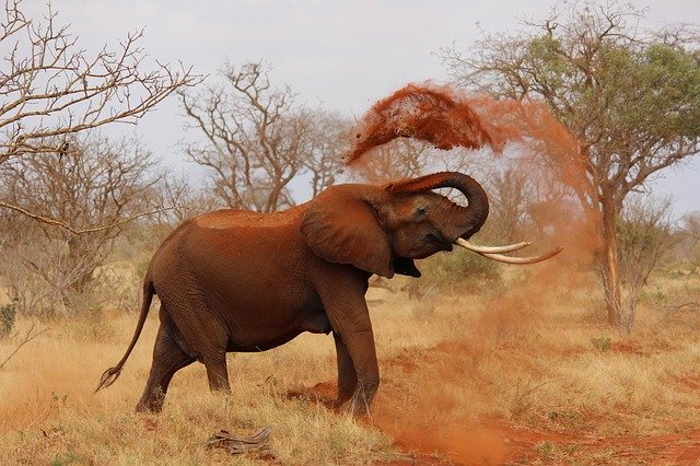 Slon okolo seba rozhadzuje prach.jpg